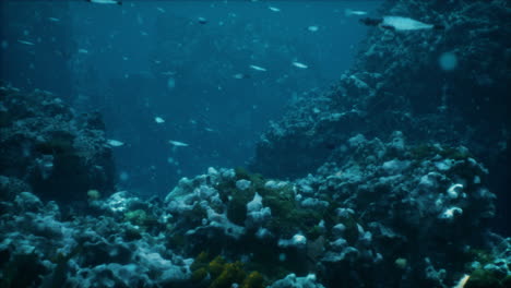 underwater coral reef with fish