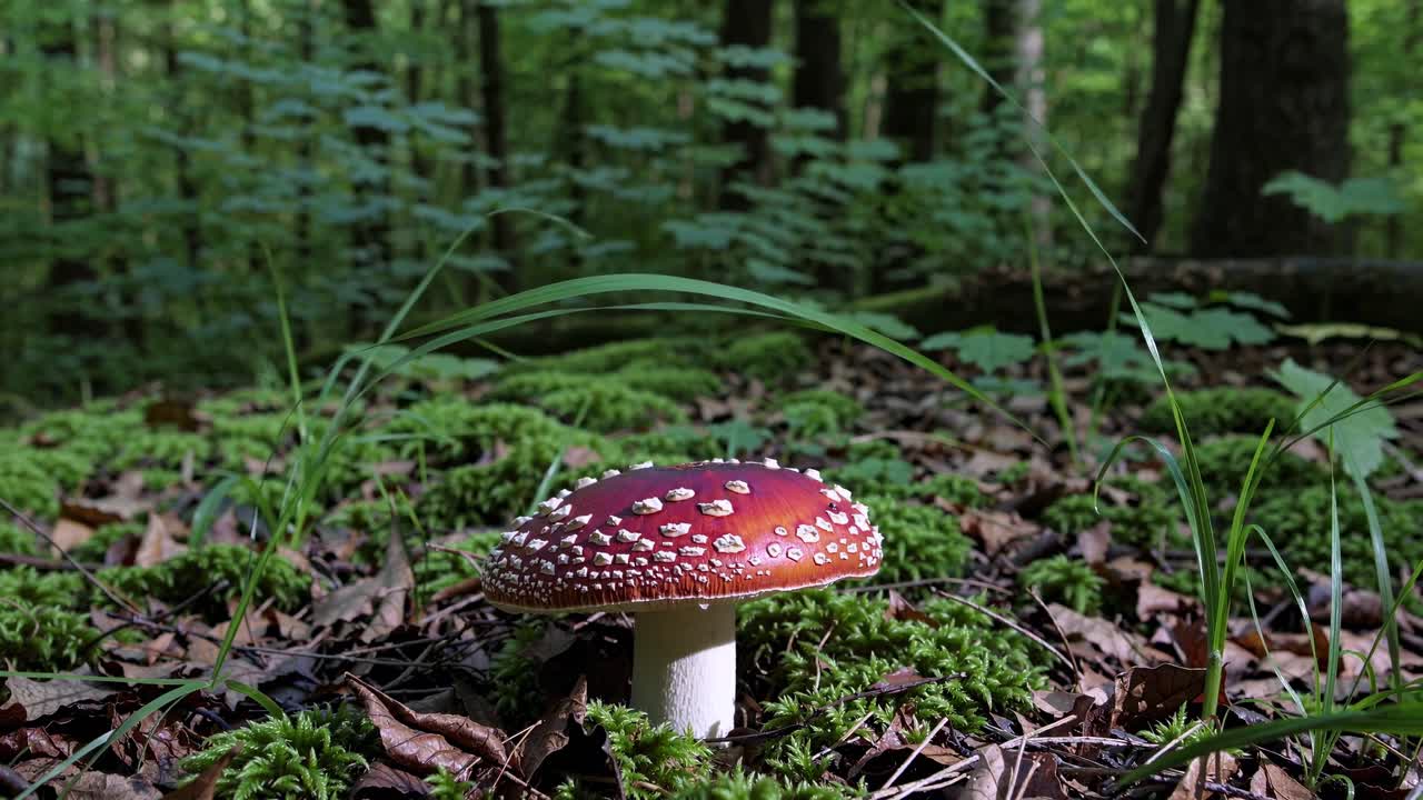 Low-angle video shot of a vibrant red mushroom with white spots in a lush forest setting