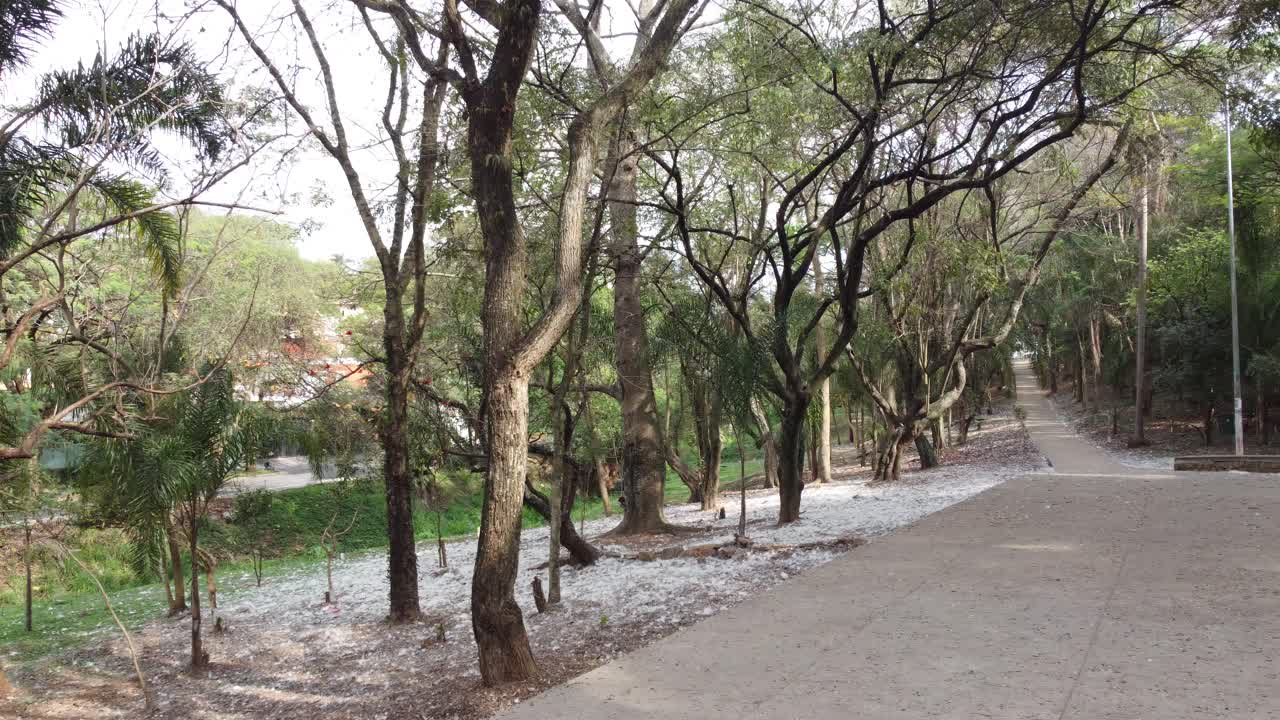 브라질 봄에 나무와 가지로 가득 찬 아름다운 광장을 촬영하는 드론으로 앞으로의 움직임, 4k 영상