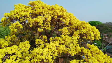 aerial flying backwards revealing golden trumpet tree, brazil