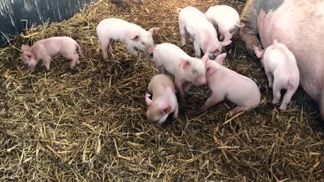 a group of piglets with their mother, playing in straw on a farm | edinburgh, scotland | hd at 60 fps