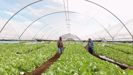 inspecting hydroponic lettuce, african american farmers working together in greenhouse
