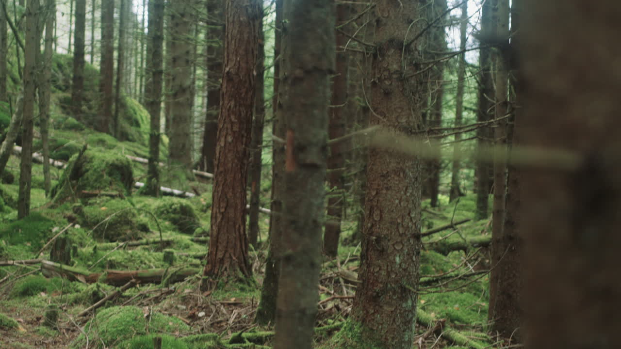 mirando alrededor de pino de mano