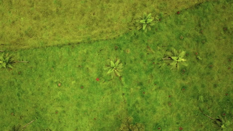 Descending-aerial-shot-over-a-coyol-palm-tree-in-the-Brazilian-jungle,-known-as-macauba-main-source-of-oil-production