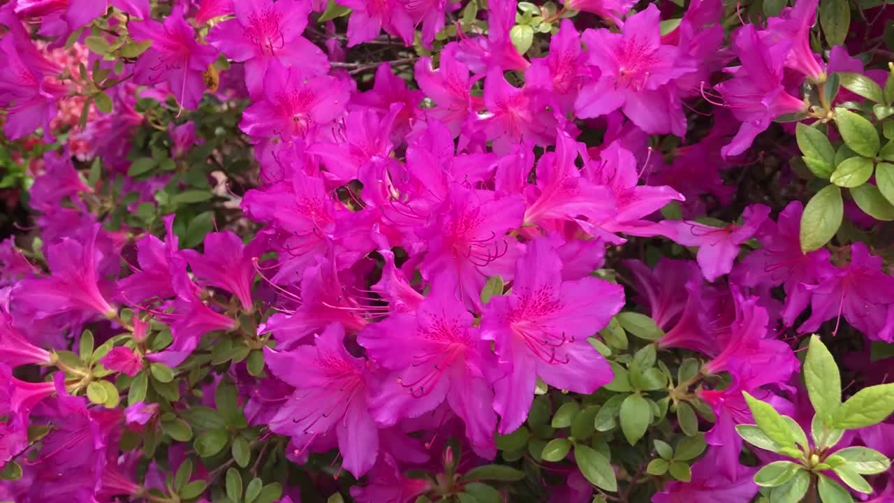 진달래 꽃 관목, 나무, 봄에 만발한 관목