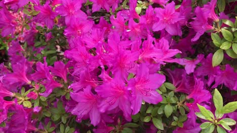 rhododendron flowering shrubs, trees, bushes in full bloom in the spring