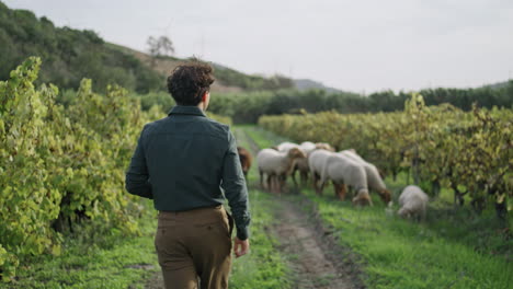 el viticultor caminando hacia el rebaño de ovejas en la plantación. inspeccionando el viñedo.