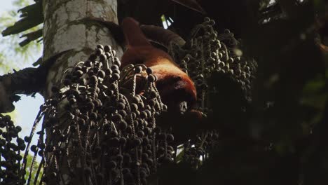 Close-up-of-a-Red-Howler-Monkey-feeding-on-Palm-fruits-upside-down