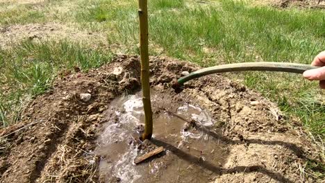 watering a newly planted tree with a garden hose in a persons yard on a sunny day