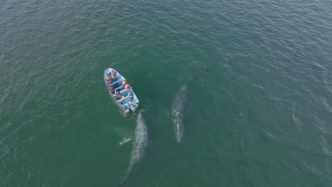 whale watching boat encountering grey pod, aerial drone view