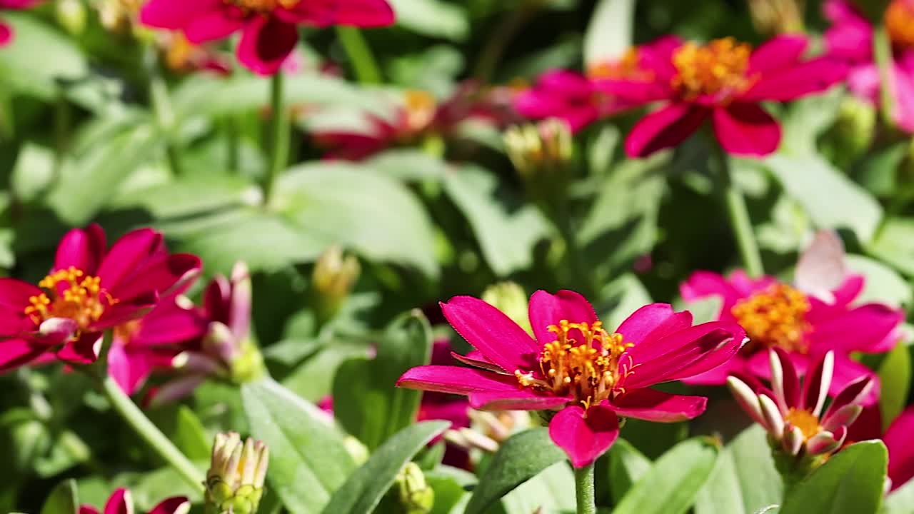 A detailed view of bright pink zinnia flowers with lush green foliage in natural sunlight.