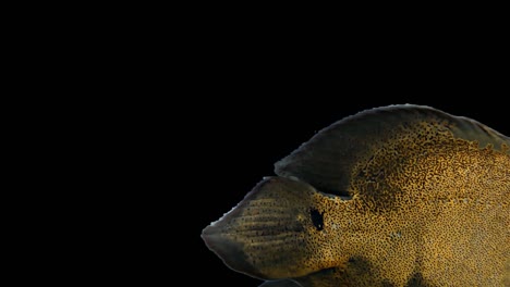 amazon tropical fish - tiger oscar, black background, chroma key