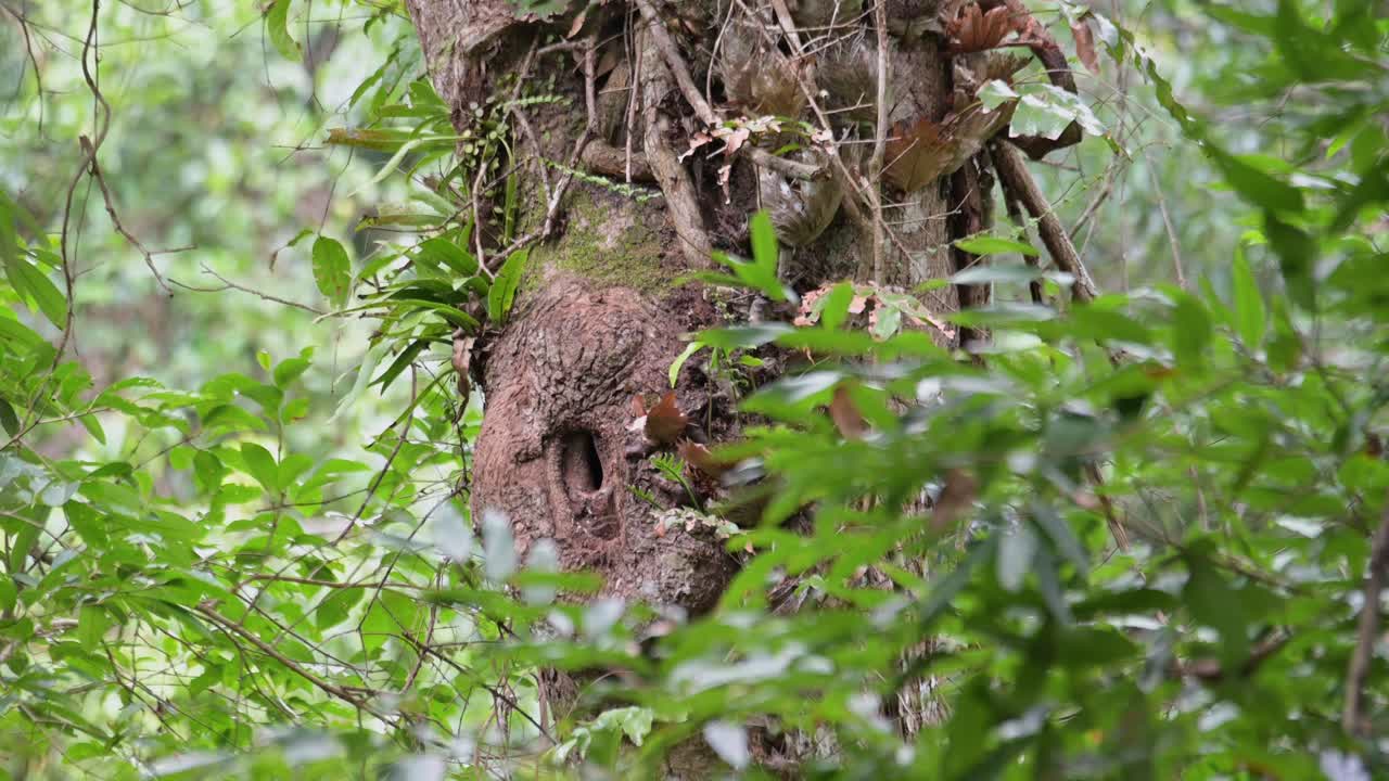 태국 의 카오 야이 국립 공원 내 의 나무 구 ⁇  에서 둥지 를 청소 하고 있는 동양 의 암 ⁇  인 안트라코세로스 알비로스트리스