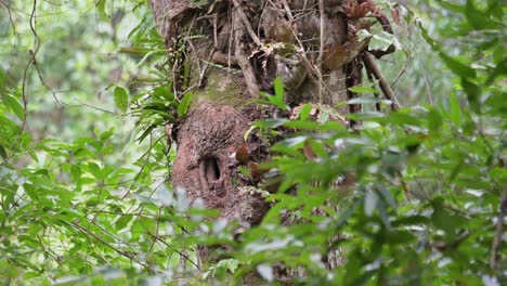 una hembra de antracoceros albirostris está limpiando su nido desde el interior de la cavidad de un árbol, dentro del parque nacional de khao yai en tailandia