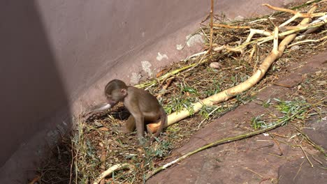 Young-Hamadryas-baboon-Papio-hamadrya-playing-in-hay-near-massive-concrete-wall---Animal-in-captivity