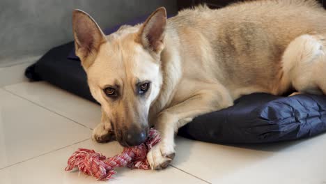 perro jugando con su juguete en una almohada