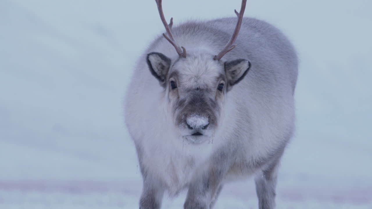 Nysgerrigt hunrensdyr snuser rundt. Svalbardrensdyr.
