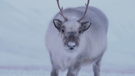 Neugieriges-Rentierweibchen-Schnüffelt-Herum.-Spitzbergen-Rentierarten