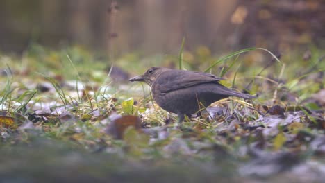 blackbird sitting in grass and pecking grains