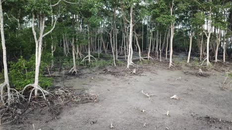 un grupo de monos regresa a casa a través del pantano de manglares en malasia, sudeste asiático.