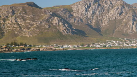 southern right whales close to coastline in hermanus