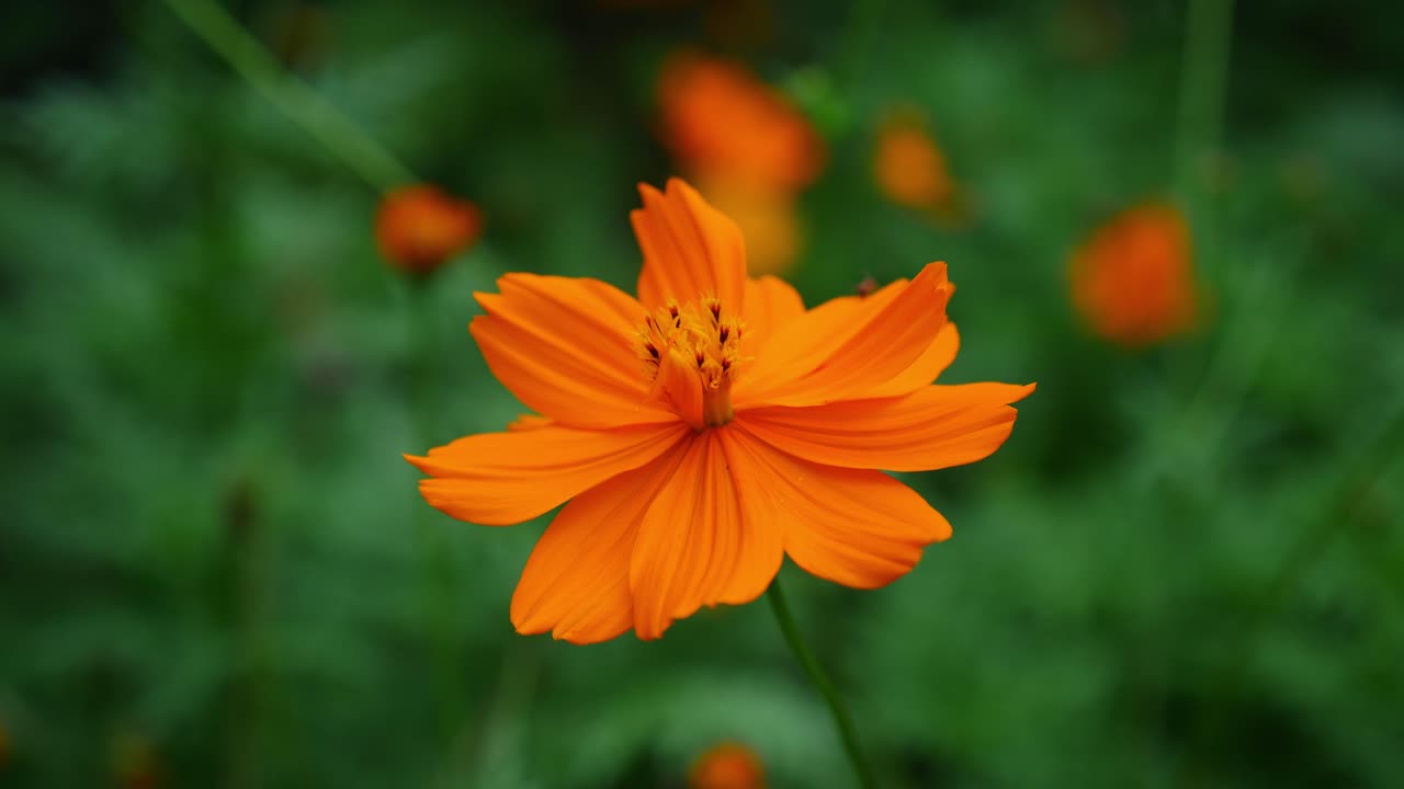 Singolo fiore di Cosmos sulphureus che si muove delicatamente con