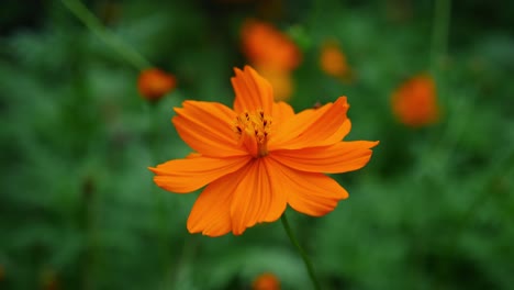 single flower of cosmos sulphureus gently moving with