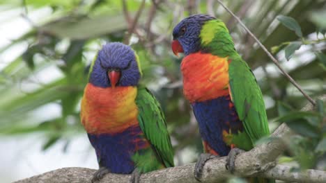 close up of a pair of rainbow lorikeet birds resting on a tree branch