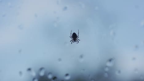 Pequeña-Araña-Aislada-Colgando-De-Una-Red,-Disparada-A-Través-De-Una-Ventana-Con-Gotas-De-Lluvia