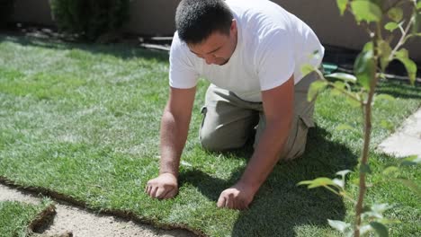 rollo de nuevo césped natural instalado por jardinero profesional. industria de jardinería.
