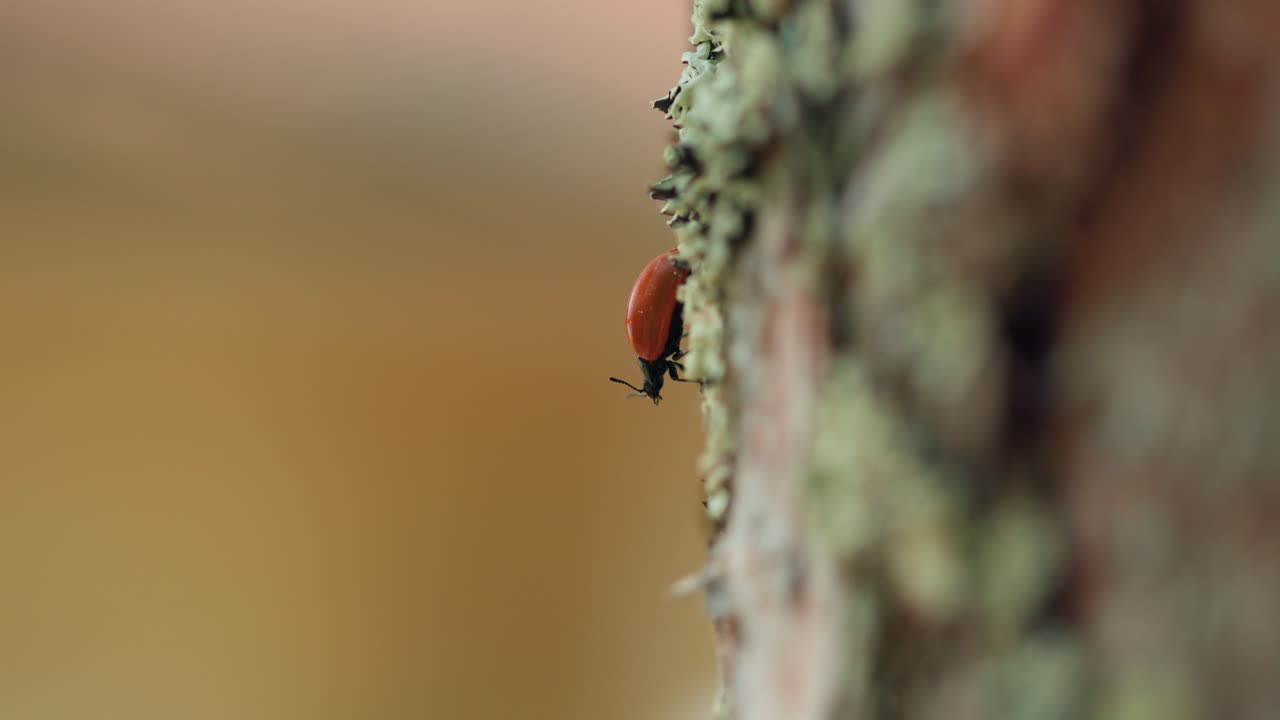 escarabajo de hoja de naranja en el líquen del árbol olfateando el aire con sus antenas