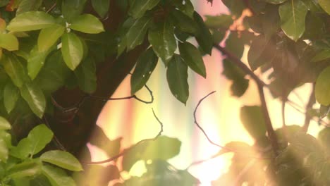 la flora brilla con la humedad después de la lluvia torrencial, los rayos de luz solar