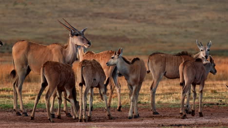 herd of eland with young ones bask in last light of sunset, telephoto
