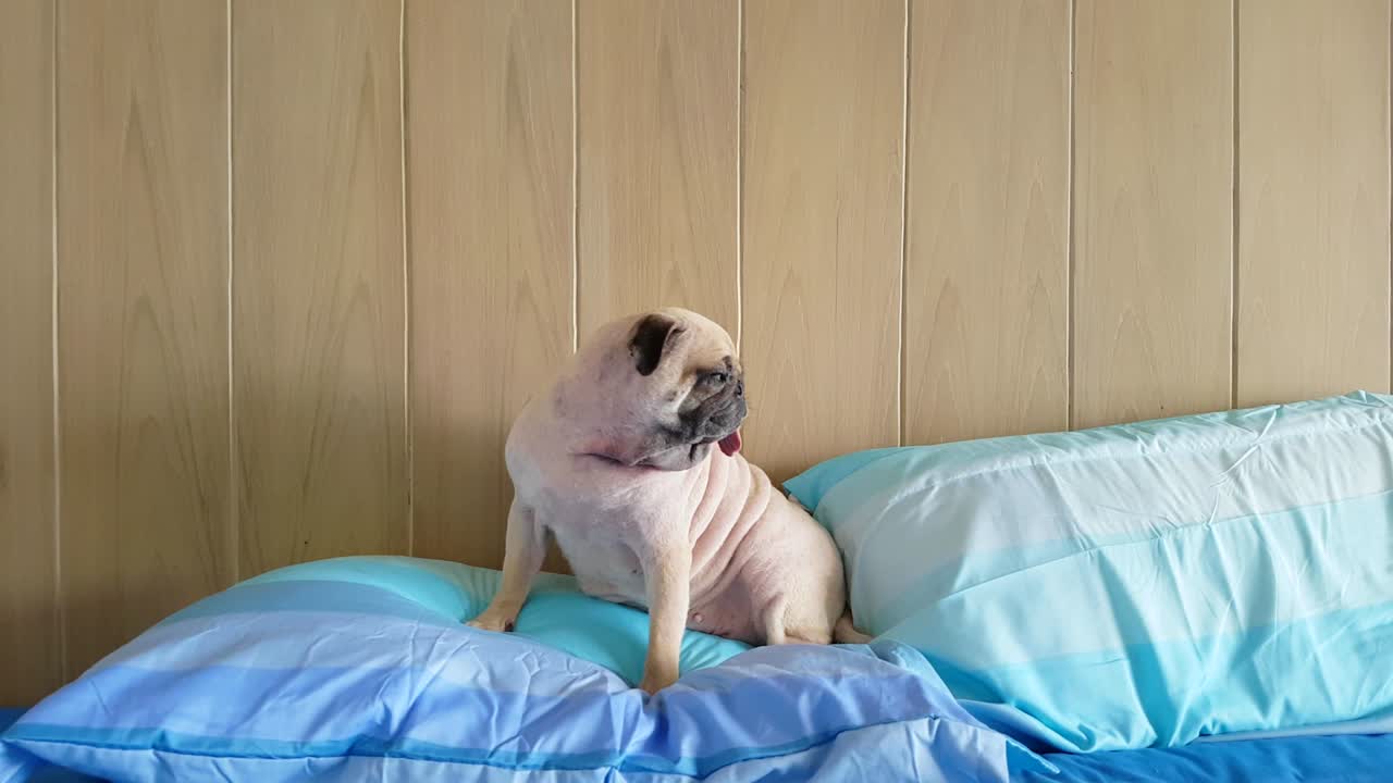 젠 목조 배경으로 베개에 앉아 누워있는 귀여운 파그 개는 졸음을 느니다.