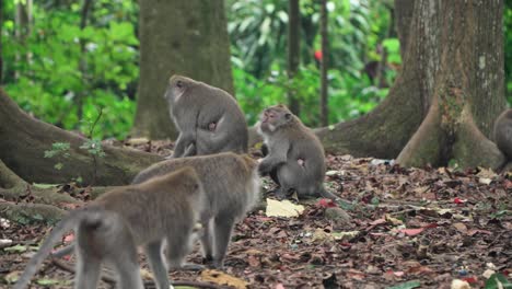 long-tailed macaques in a forest
