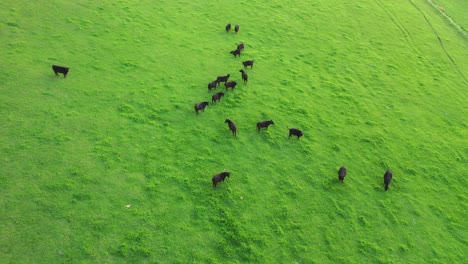 black cattle grazing in a green field