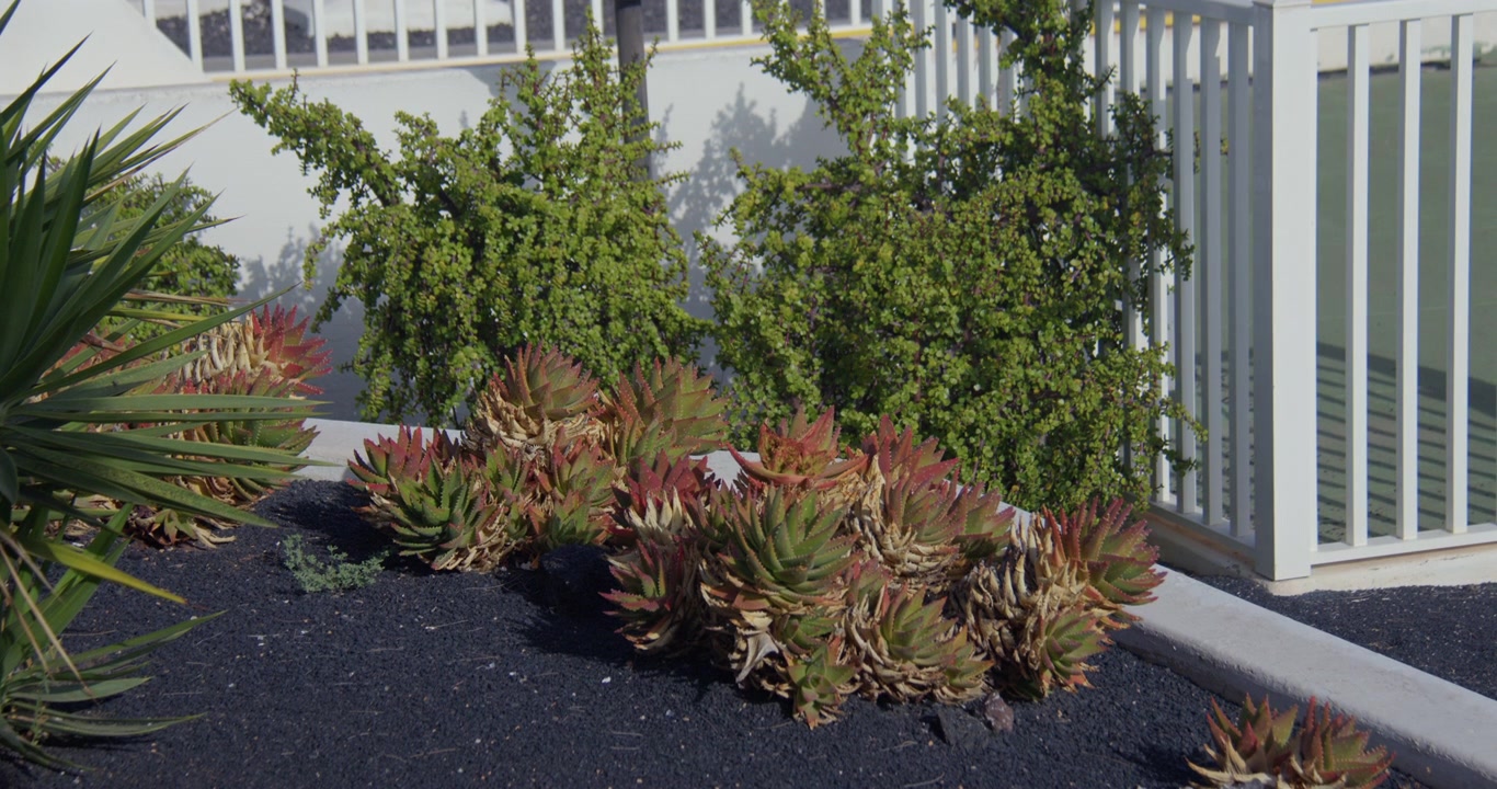 Billede af en aloe sukkulent plante i et havebed med sort naturlig vulkansk pimpsten