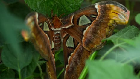 Butterfly-Macro-26