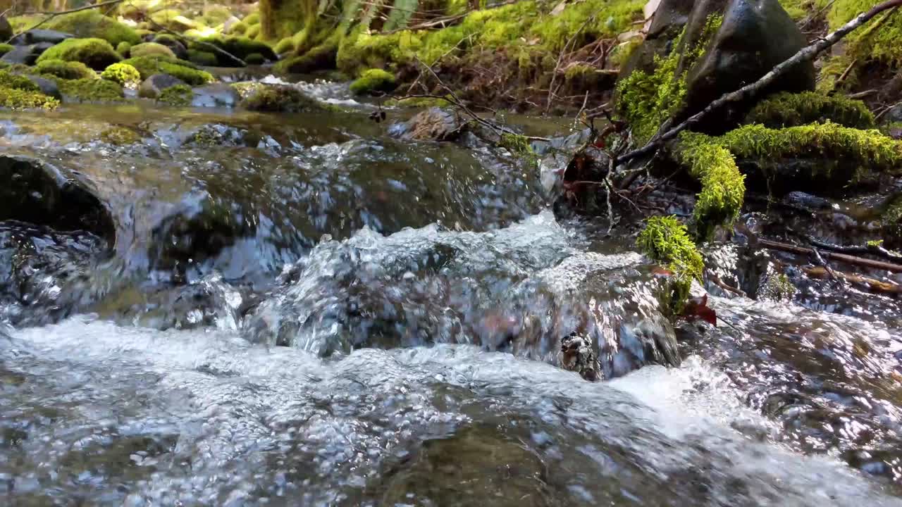 Vand strømmer over mosdækkede klipper i skoven i Olympic National Forest