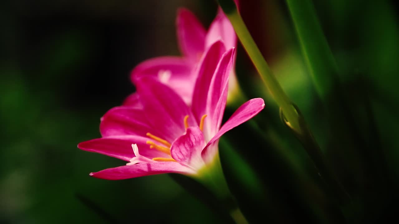 luz y sombras proyectadas sobre un zephyranthes carinata también conocido como lirio de céfiro rosa o lirio de lluvia rosa