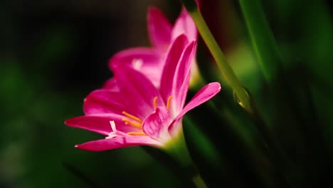 light and shadows cast on a zephyranthes carinata also known as rosepink zephyr lily or pink rain lily