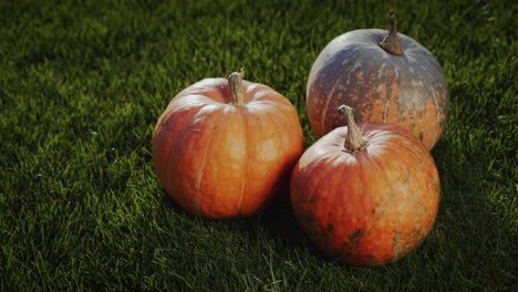 tres hermosas calabazas grandes se encuentran en la hierba verde
