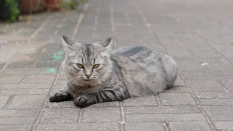 Straßenkatze-Liegt-Auf-Dem-Boden