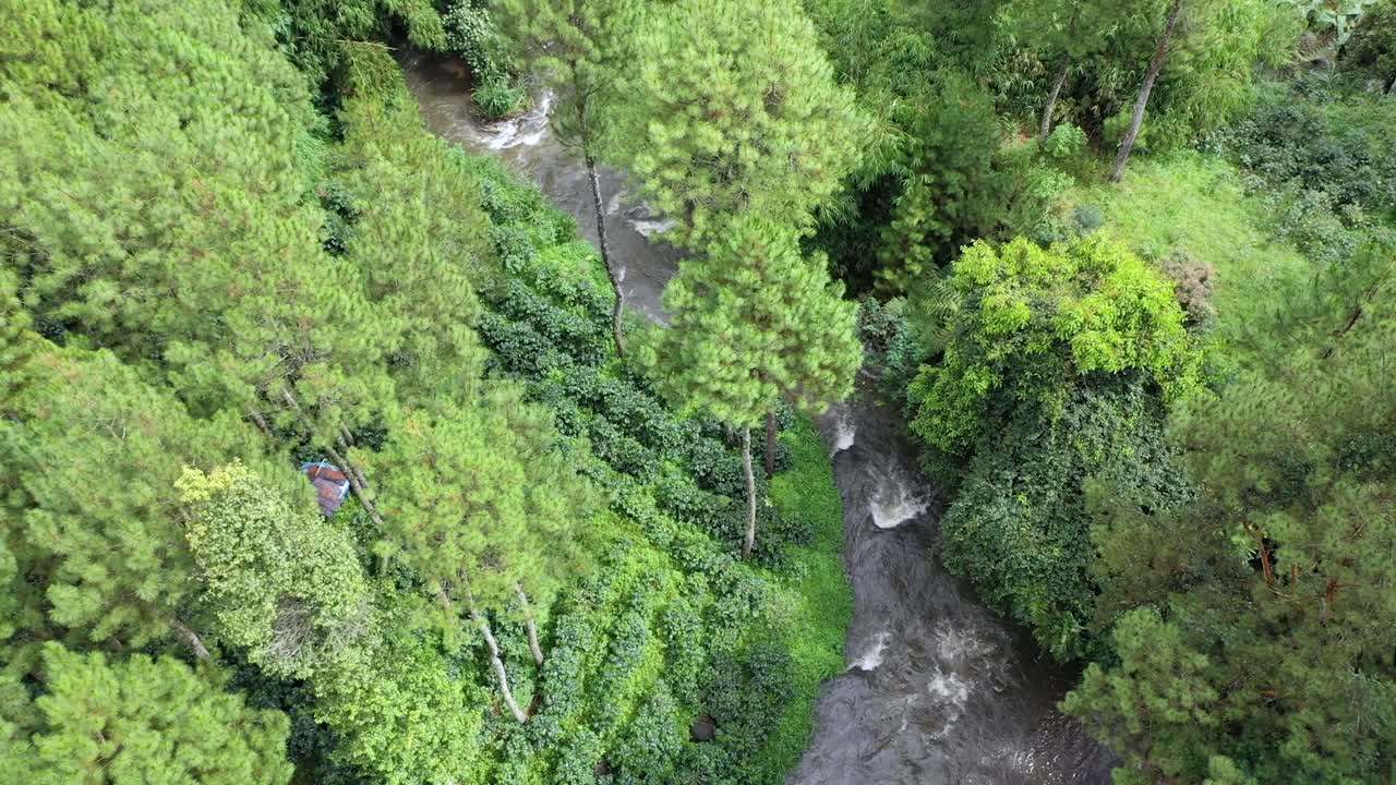 forma de los meandros del río dentro del denso dosel del bosque, naturaleza de drones aéreos