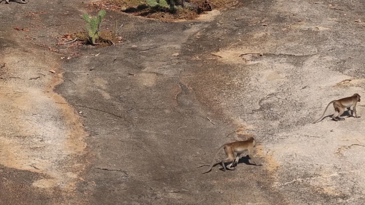 Two monkeys navigate a sunlit rocky area, showcasing their agility and curiosity.