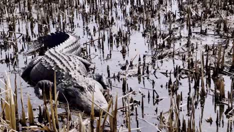 alligator in marsh along the ashley river in charleston sc, south carolina