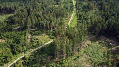 Un-Camino-De-Paneles-A-Través-Del-Bosque,-Bosques