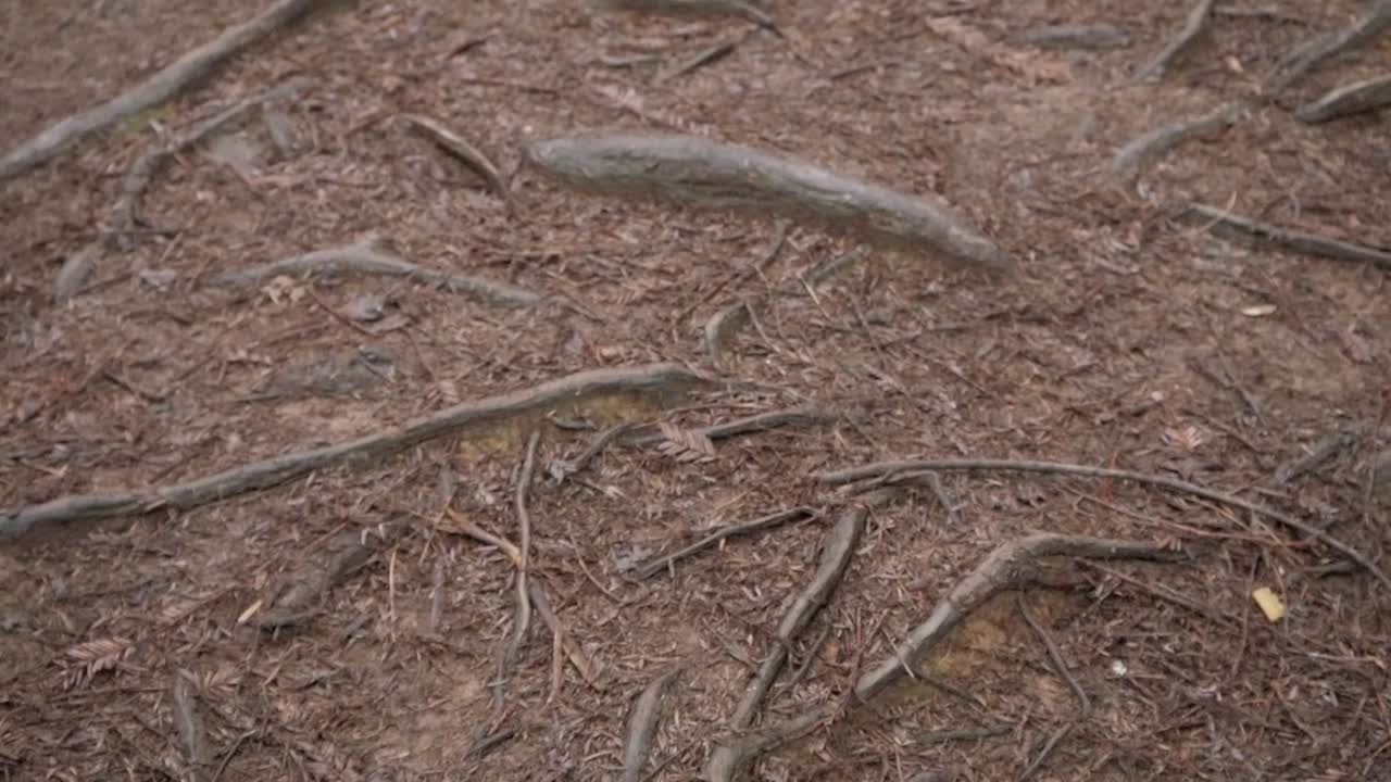 Dense forest floor covered with roots and fallen pine needles, Sequoias trees nearby