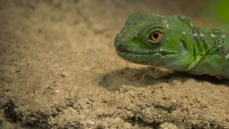 close-up of a plumed basilisk