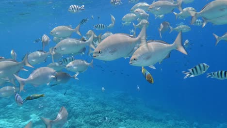 Primer-Plano-De-Coloridos-Peces-Marinos-En-Agua-Fresca-Y-Clara-Del-Océano-Durante-El-Día---Toma-Bajo-El-Agua